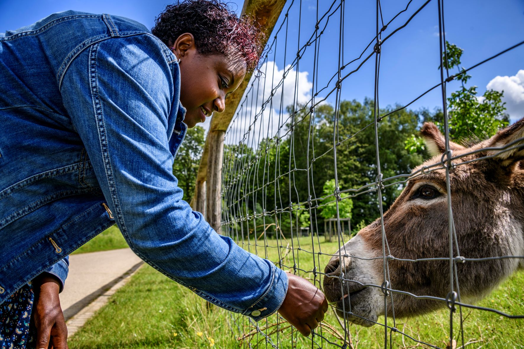 Vrouw voedert ezel bij dierenweide in Provinciedomein Kessel-Lo 